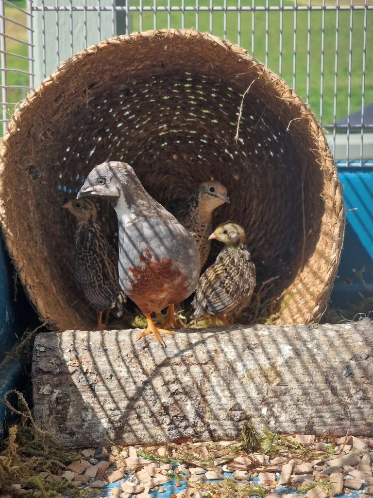 Blue-breasted quail cock guarding the flock