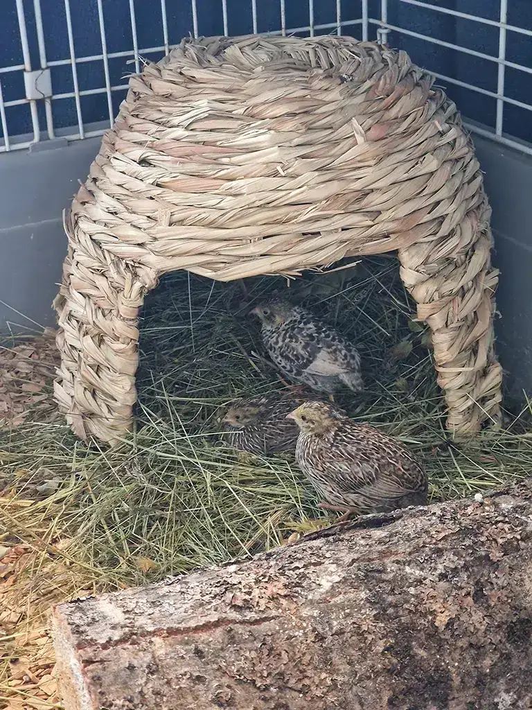 Blue-breasted quail sitting in a basket house