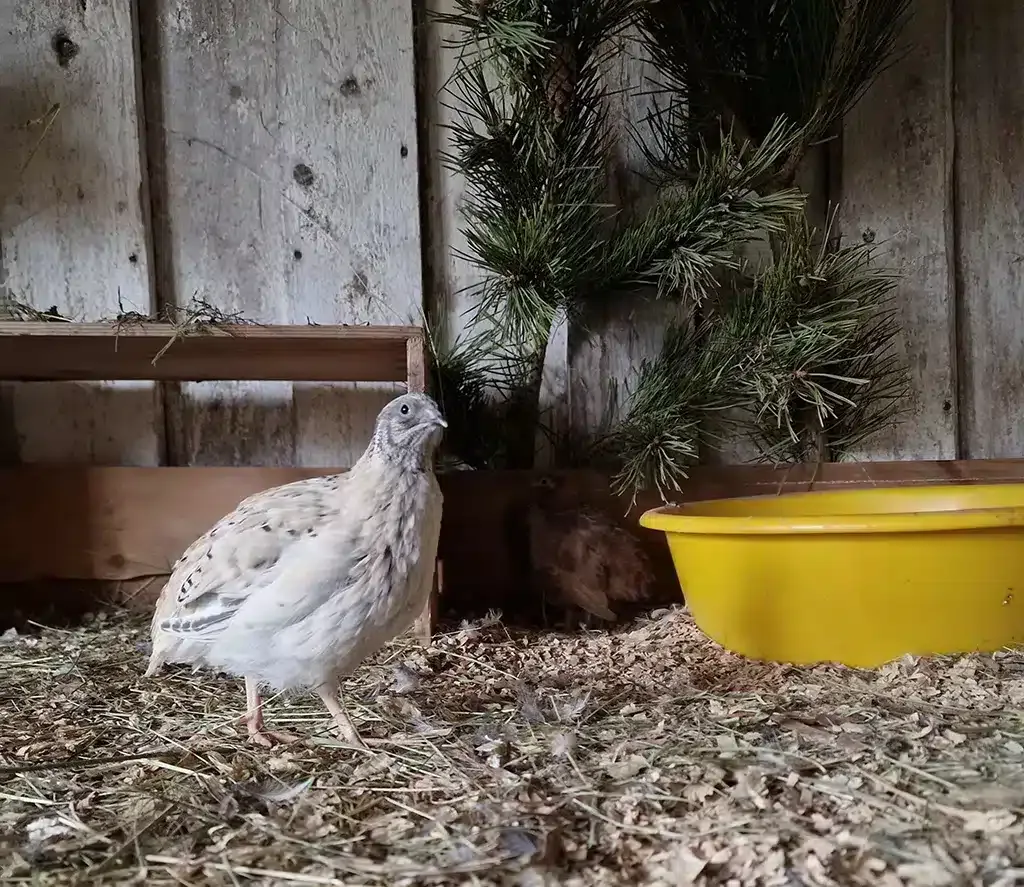 Japanese quail at 5 weeks old