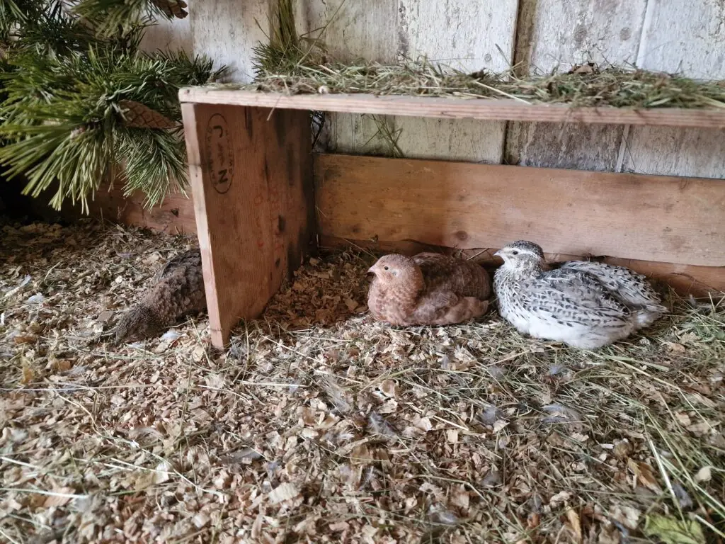 Japanese quail beside a wooden crate