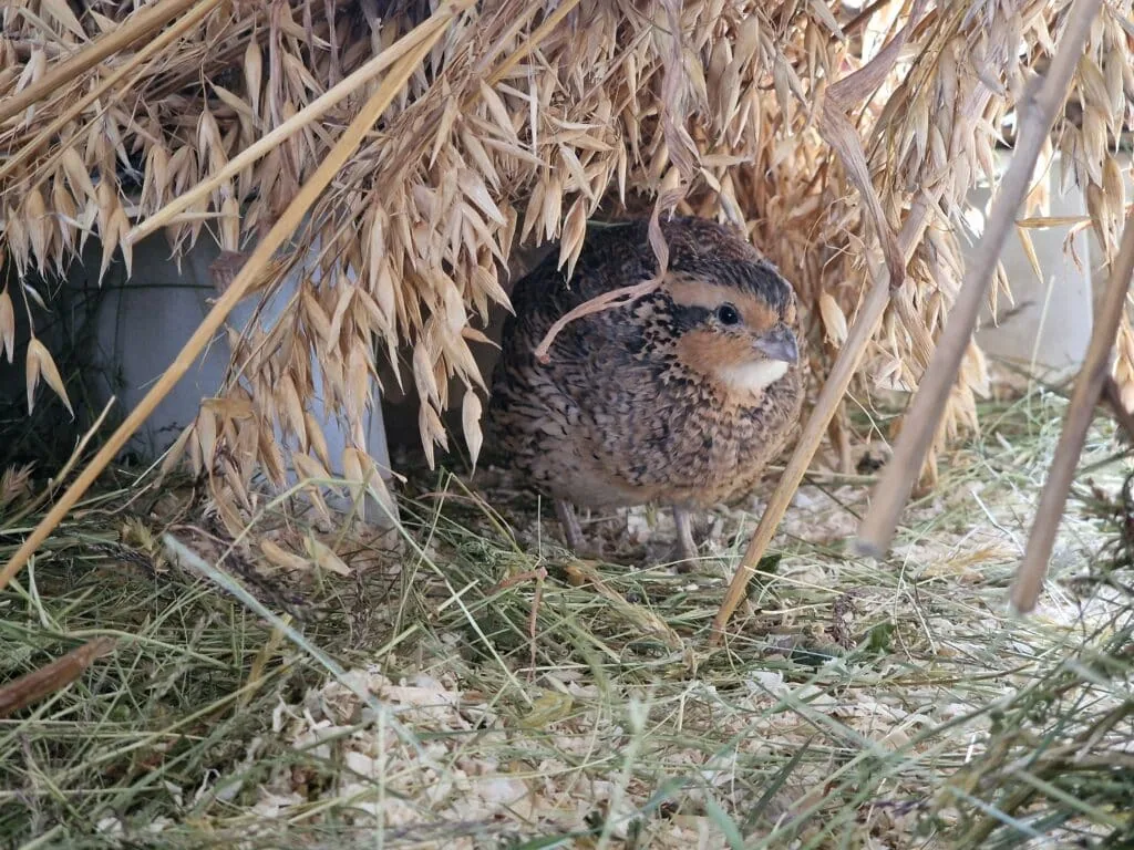 Northern bobwhite peeking out from under the sheaf of grain