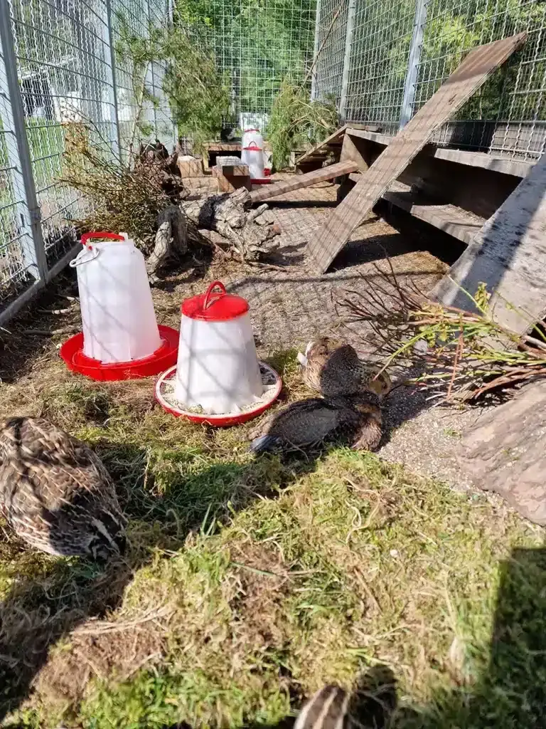Plenty of hiding places in the quail garden