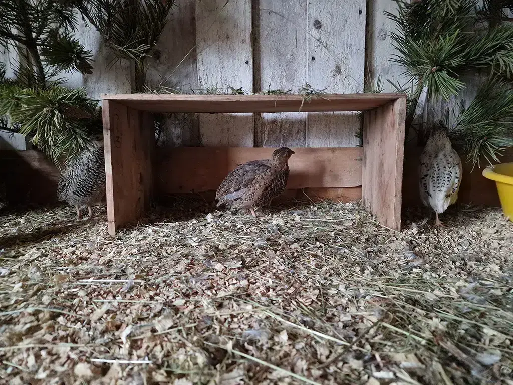 Three quails each in their own corner