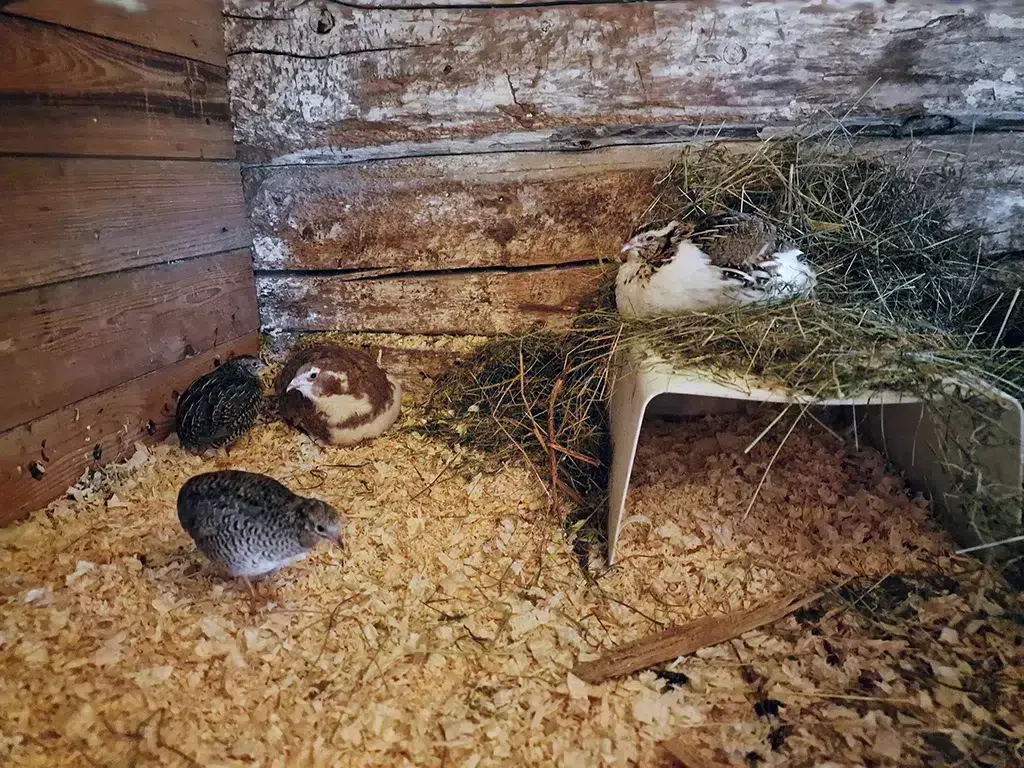 Quail hen relaxing on top of the hiding place rather than inside it