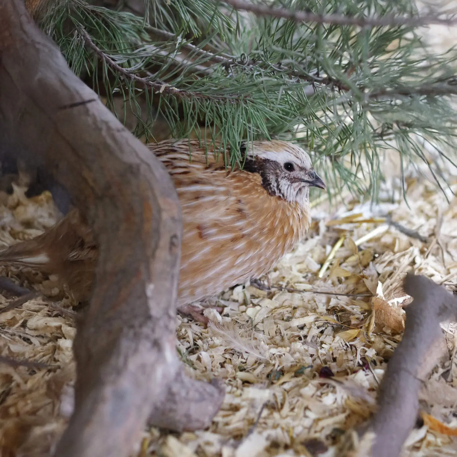 Furnishings: tips for good hiding places for quails