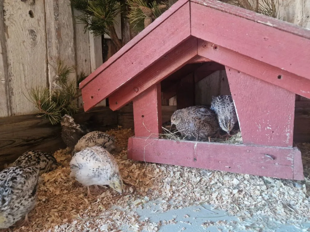 Quails sitting in a small wooden house