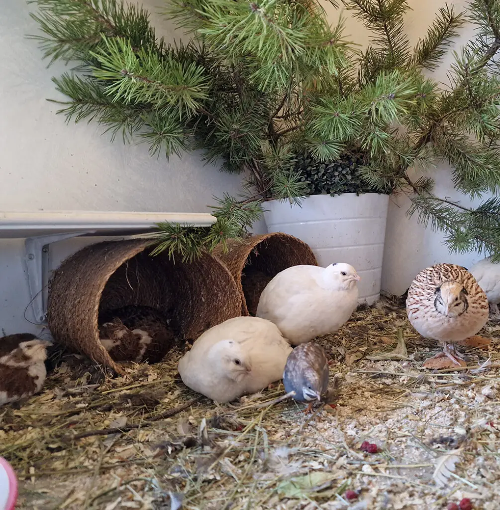 Quails relaxing in and outside the basket