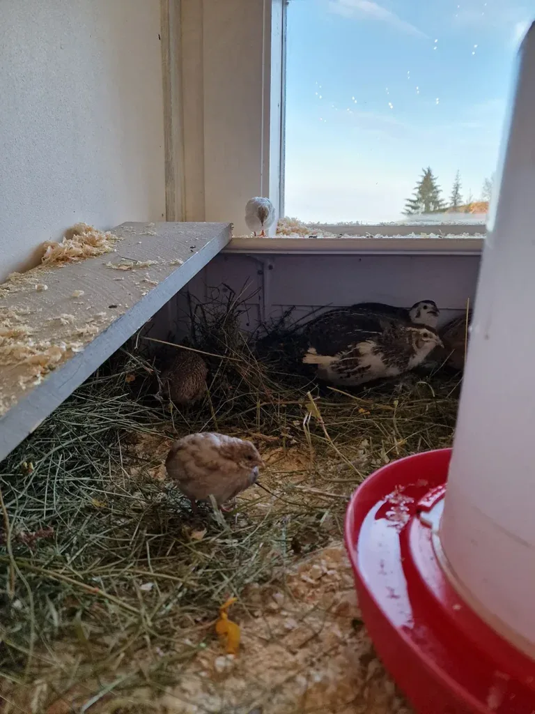 Hiding places for quails can be all sorts of things. Quails hiding under a shelf