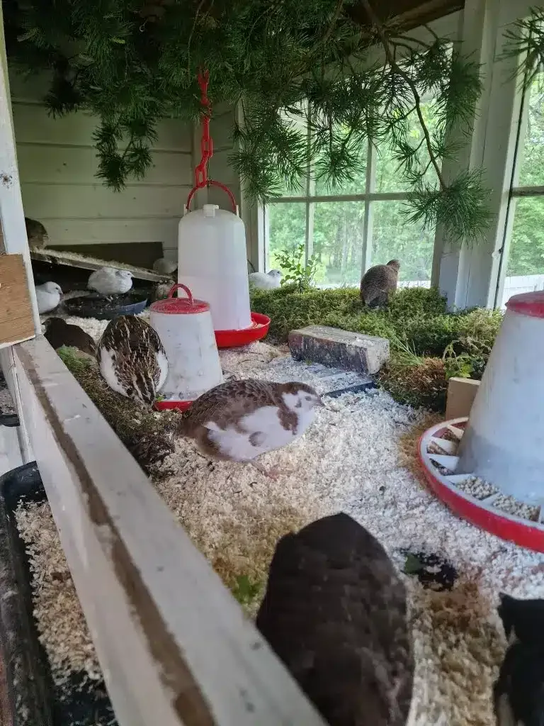 Photo showing quails inside an annex with plenty of natural light through a window.