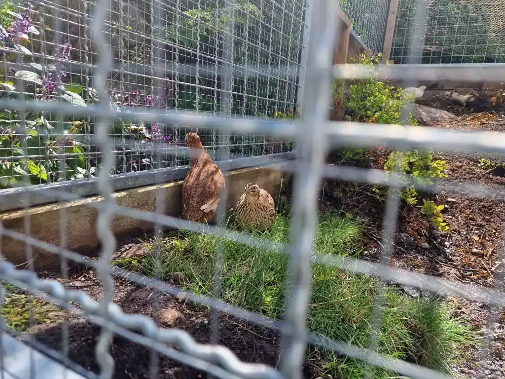 Quails with plenty of space in the outdoor run