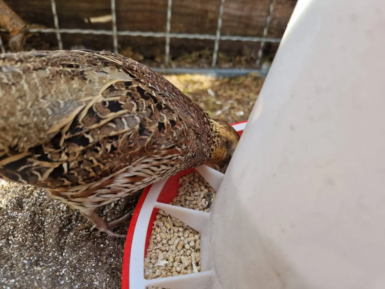 A quail eating its own droppings, here it is eating ordinary feed.