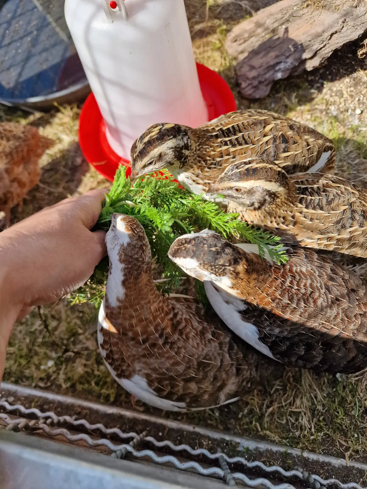 Quails eating plants I keep for them.