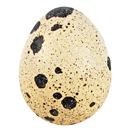 Quail egg