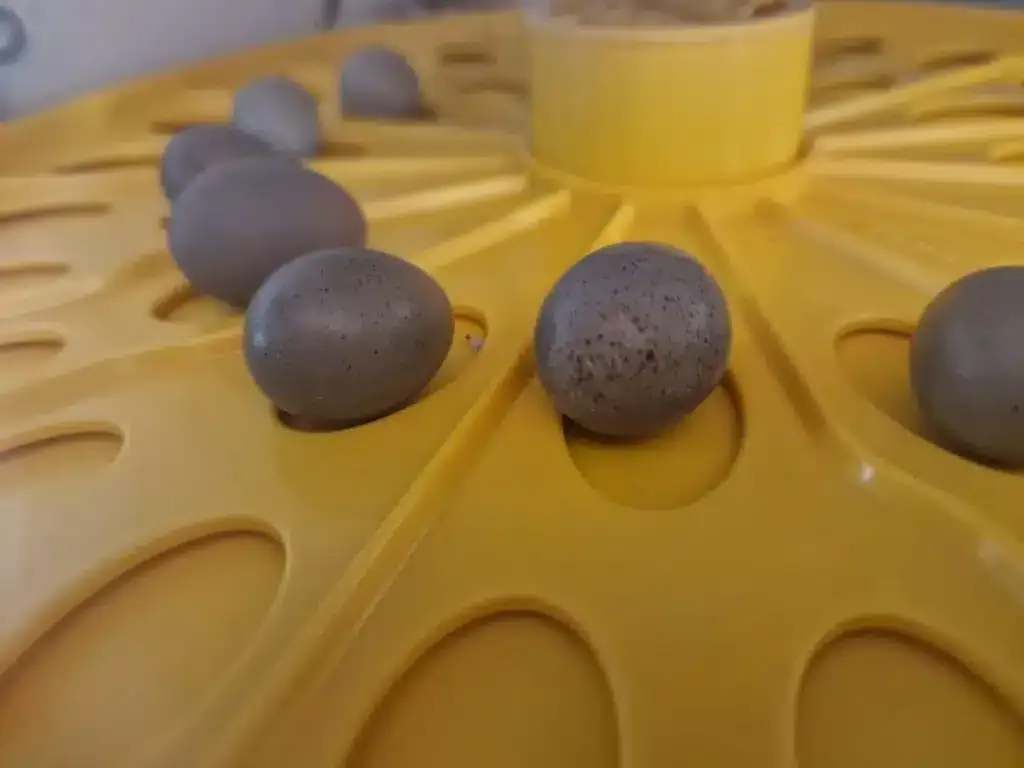 Quail eggs in incubator