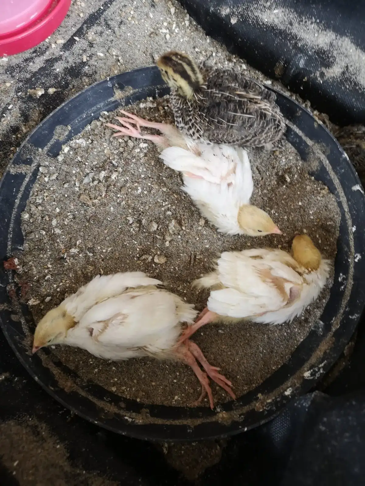 Should quail chicks have a dust bath? Yes, here they are lying with stretched-out legs in the dust bath and enjoying themselves.