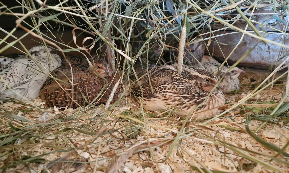 The quails thrive indoors