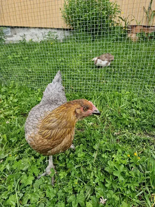 A chicken and a quail kept apart by a wire fence