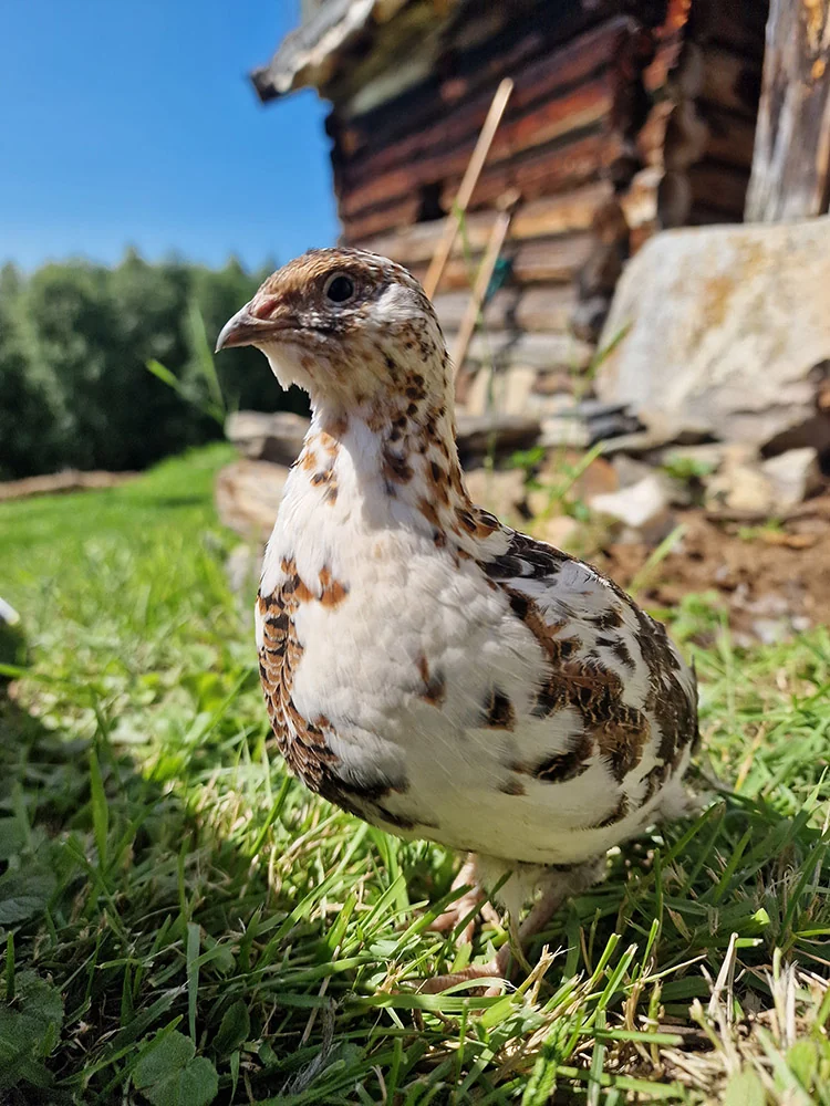 A Japanese quail enjoying life outdoors