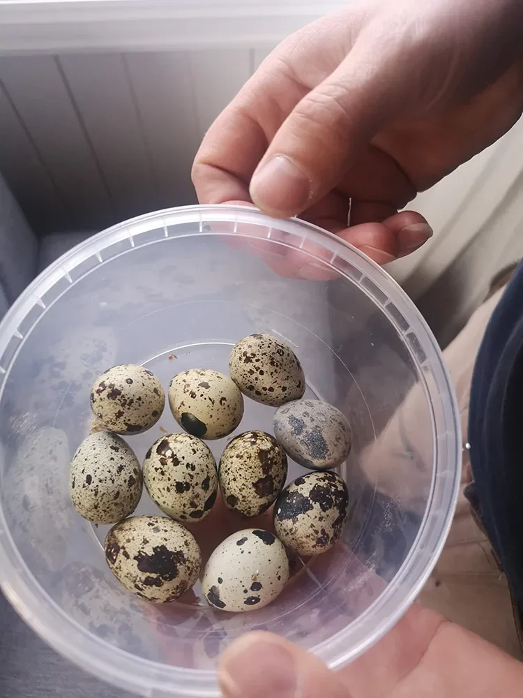A cup containing 10 quail hatching eggs
