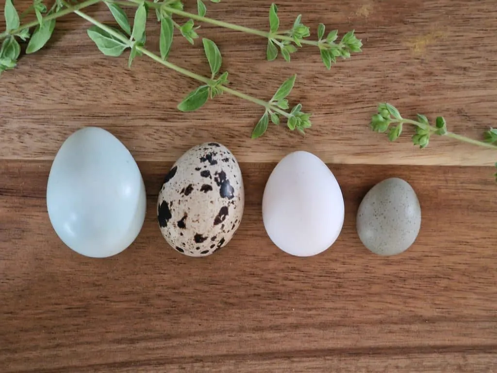 Four quail eggs of different sizes