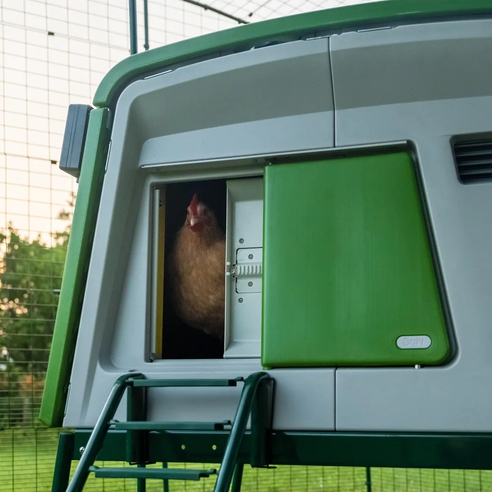 A hen peeking through a partly open door
