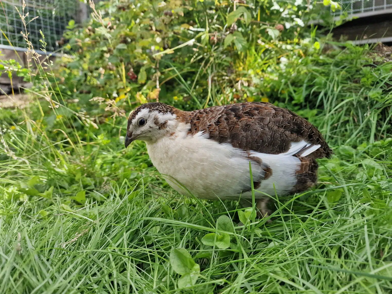 Japanese quail thriving in the grass