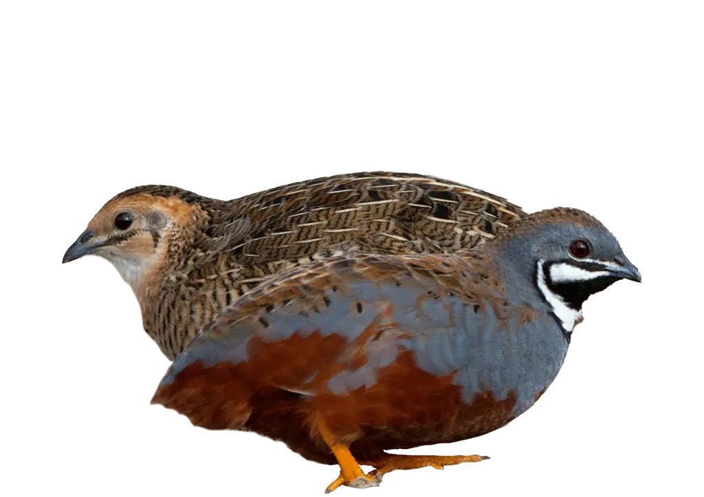 Blue-breasted quail