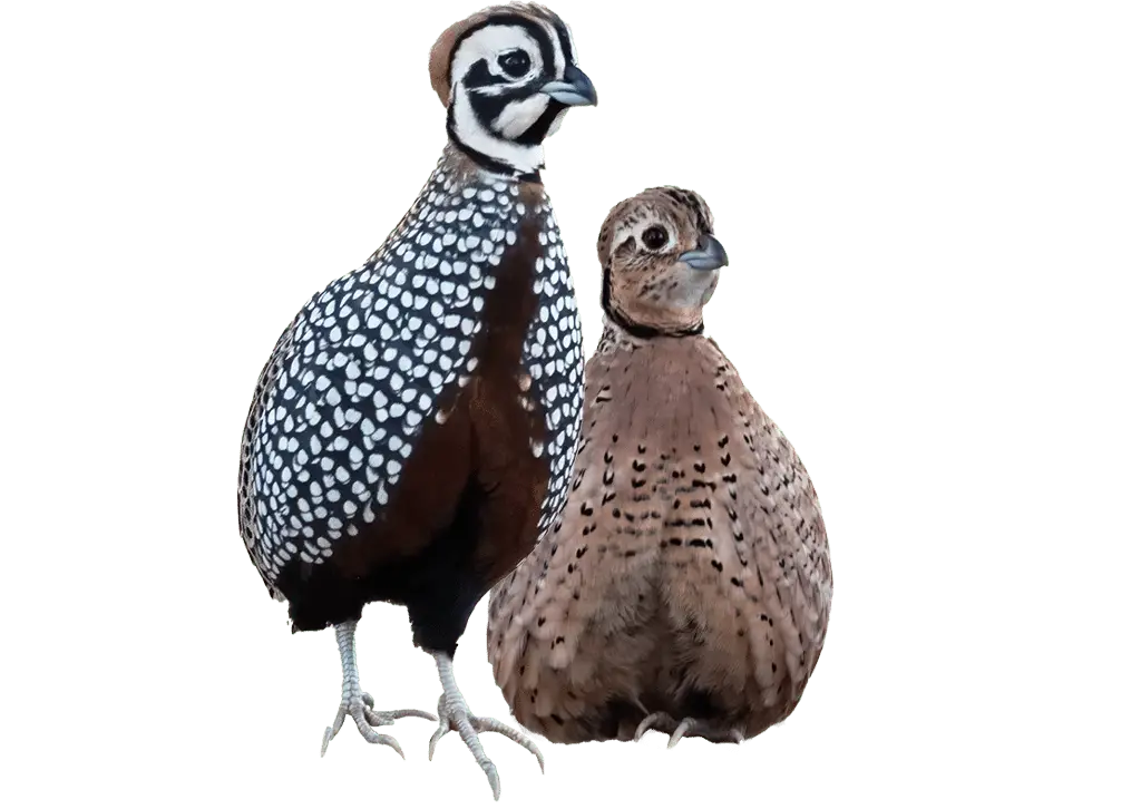 Montezuma Quail