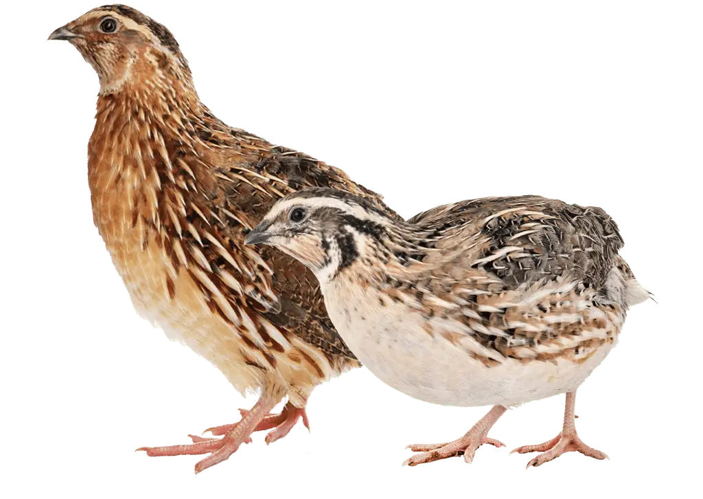 Japanese Quail