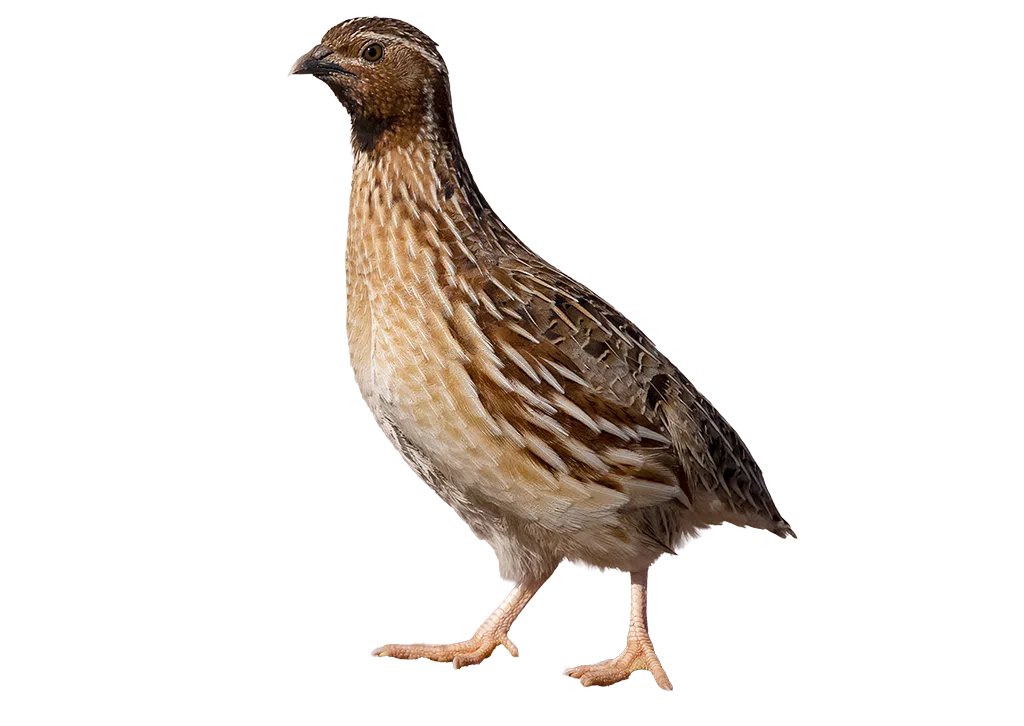 Common Quail