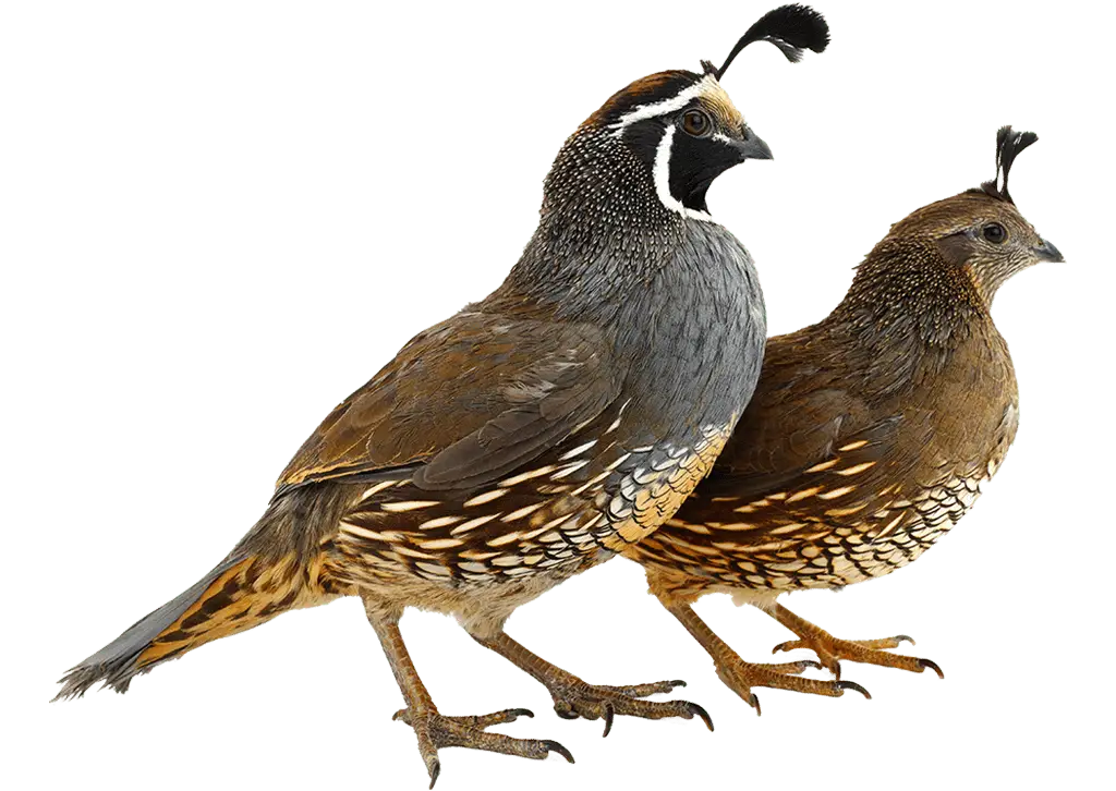 California Quail