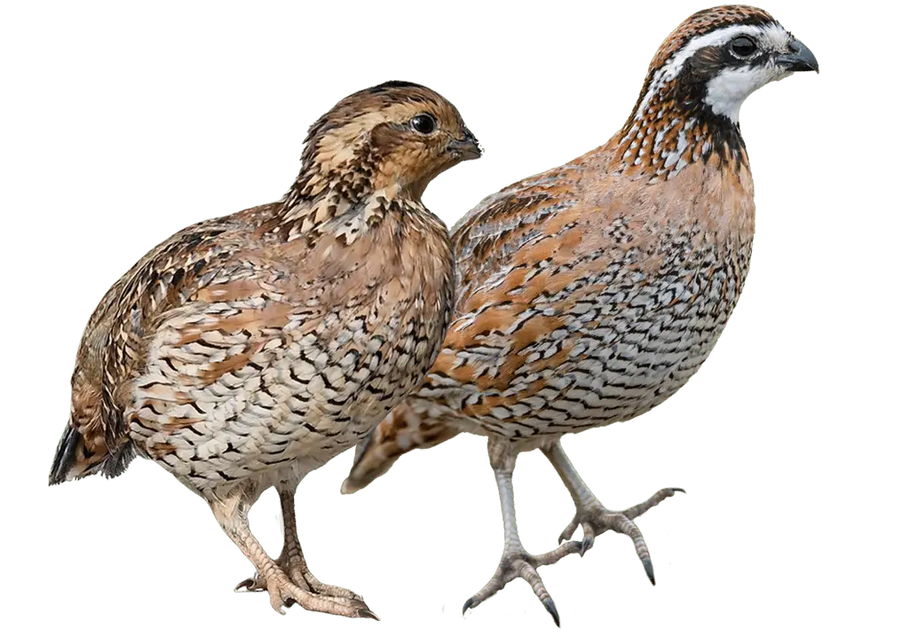Northern Bobwhite