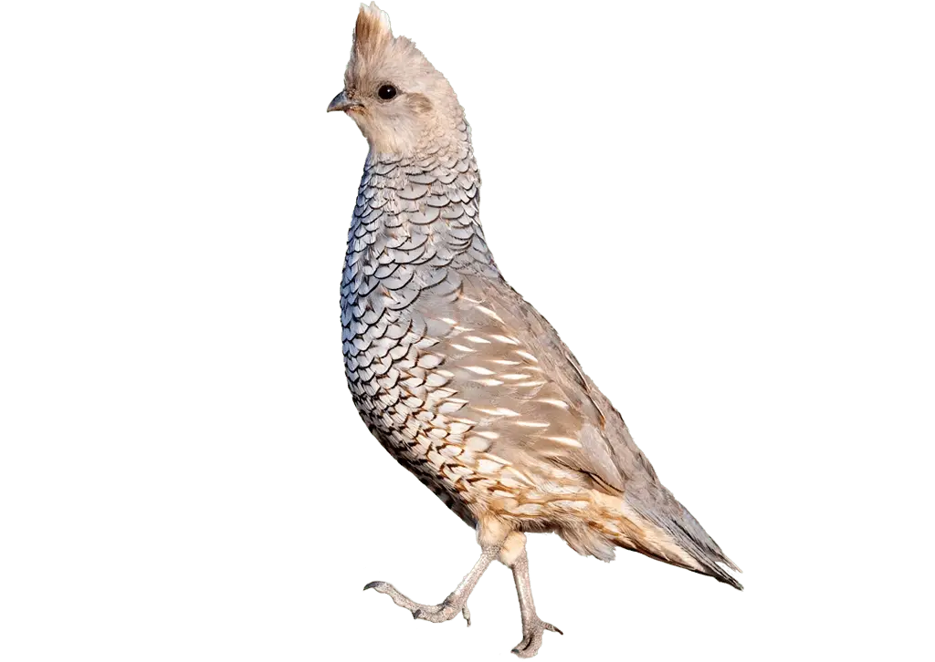 Scaled Quail