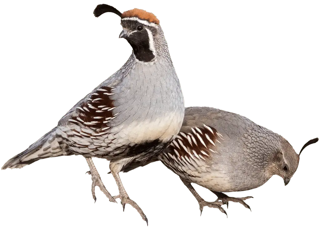 Gambel's Quail